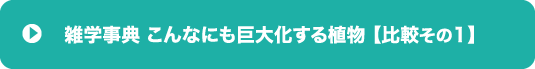 こんなにも巨大化する植物【比較その１】